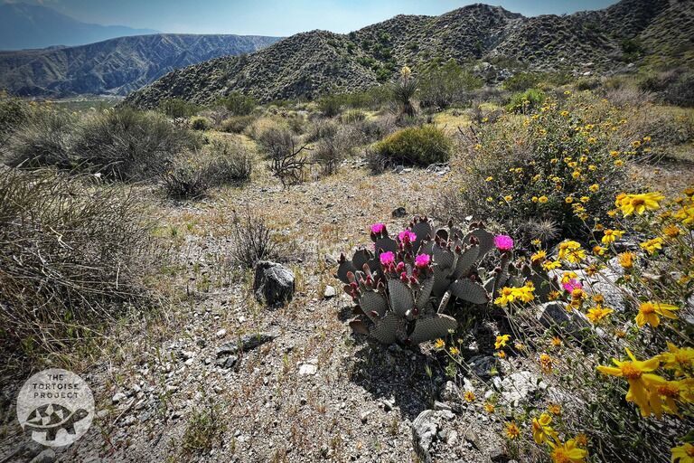 Devil's Garden, Coachella Valley, Calif.