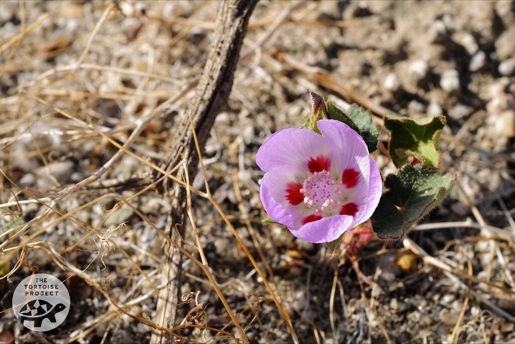 Desert Fivespot (Eremalche rotundifolia)