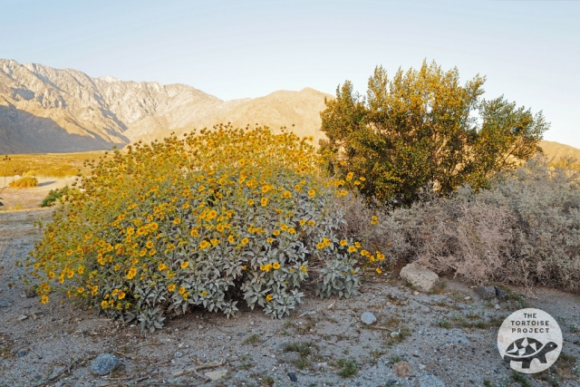 Brittlebush (Encelia farinosa) Brittlebush (Encelia farinosa)