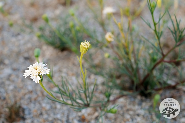 Coachella Valley — desert flora Coachella Valley — desert flora