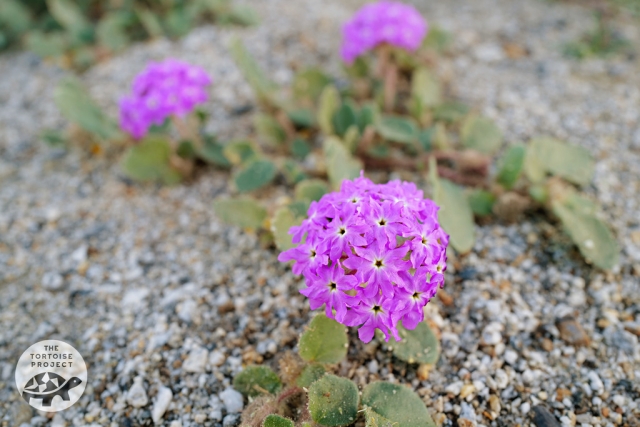 Desert Sand Verbena (Abronia villosa) Desert Sand Verbena (Abronia villosa)