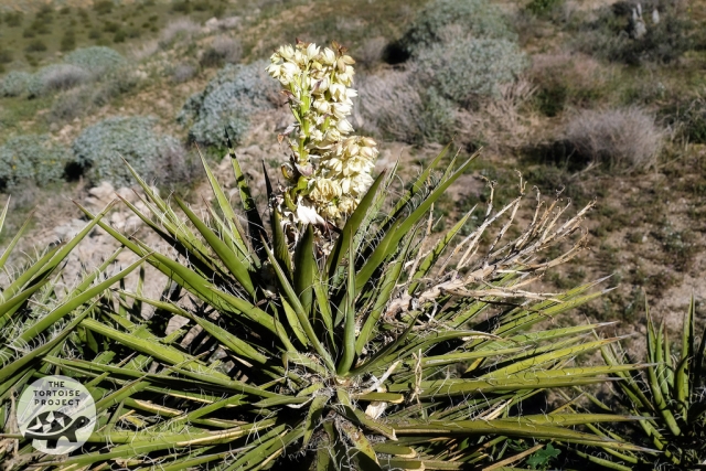 Coachella Valley — desert flora Coachella Valley — desert flora