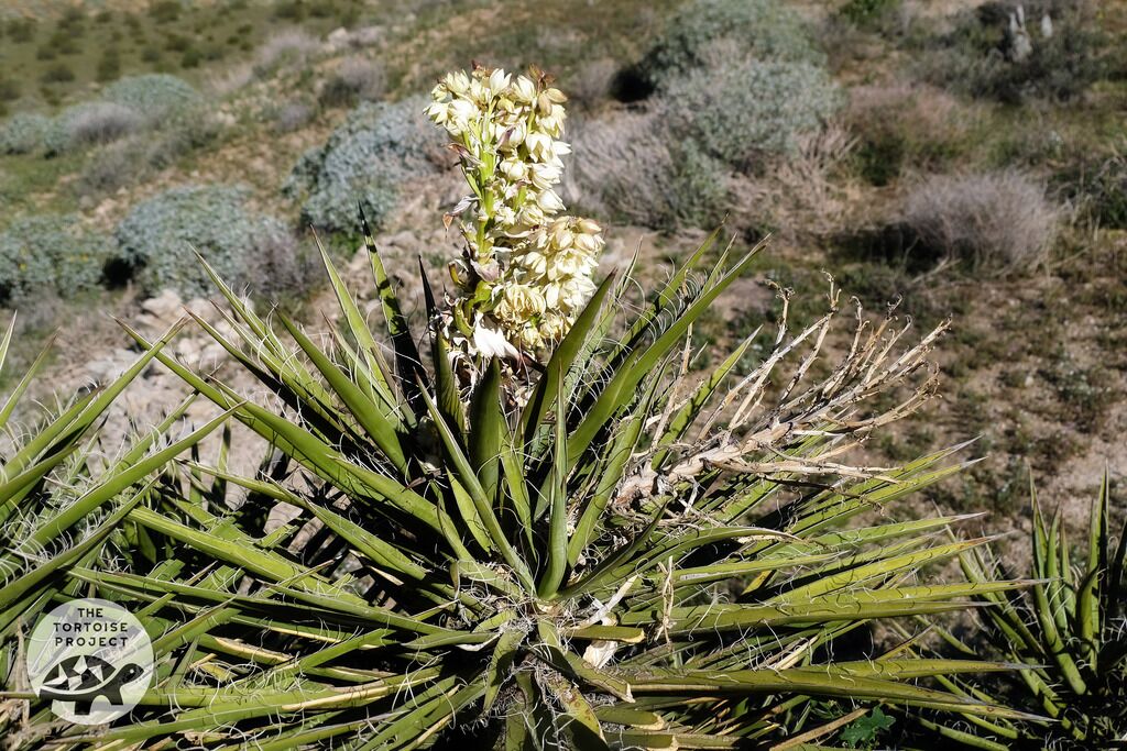 Coachella Valley &mdash; desert flora