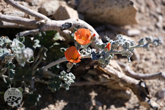 Desert Globemallow (Sphaeralcea ambigua) Desert Globemallow (Sphaeralcea ambigua)