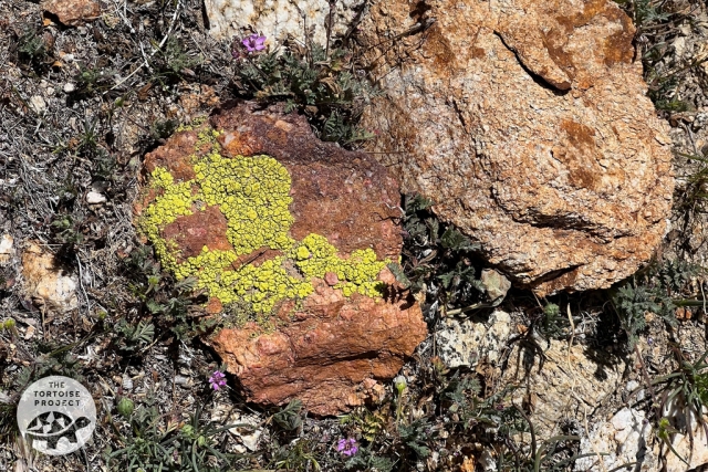 Green lichen, red rock