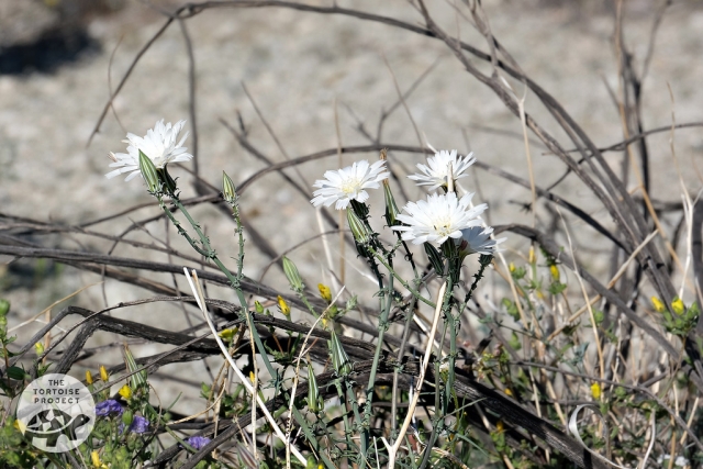 Parachute plant (Atrichoseris platyphylla)