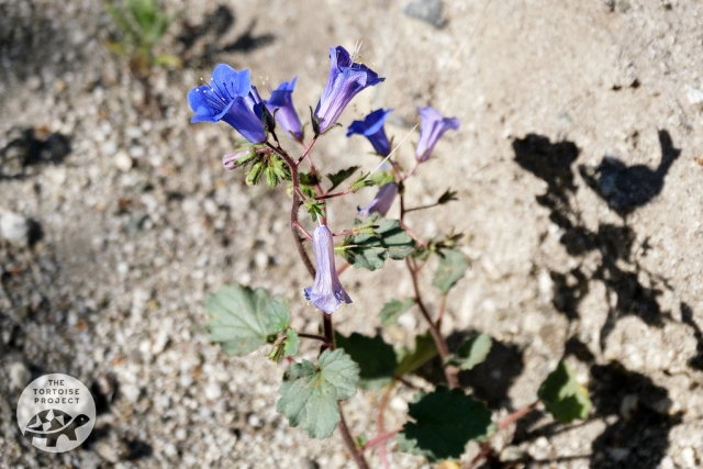 Desert Canterbury Bells (Phacelia campanularia)