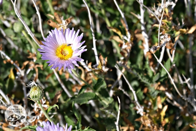Coachella Valley — desert flora Coachella Valley — desert flora