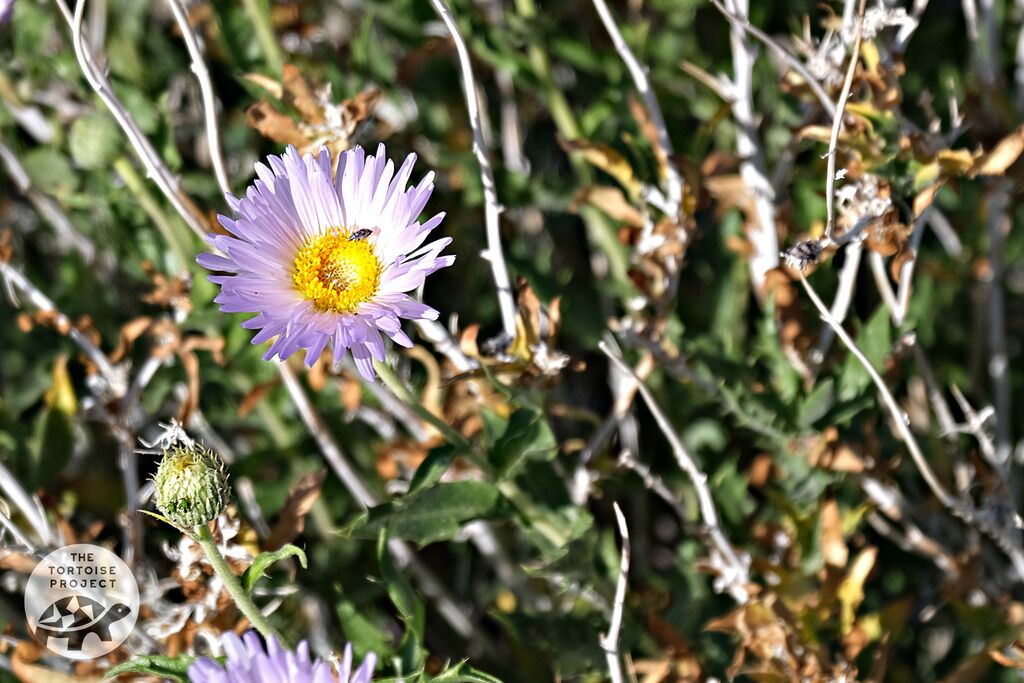 Coachella Valley &mdash; desert flora