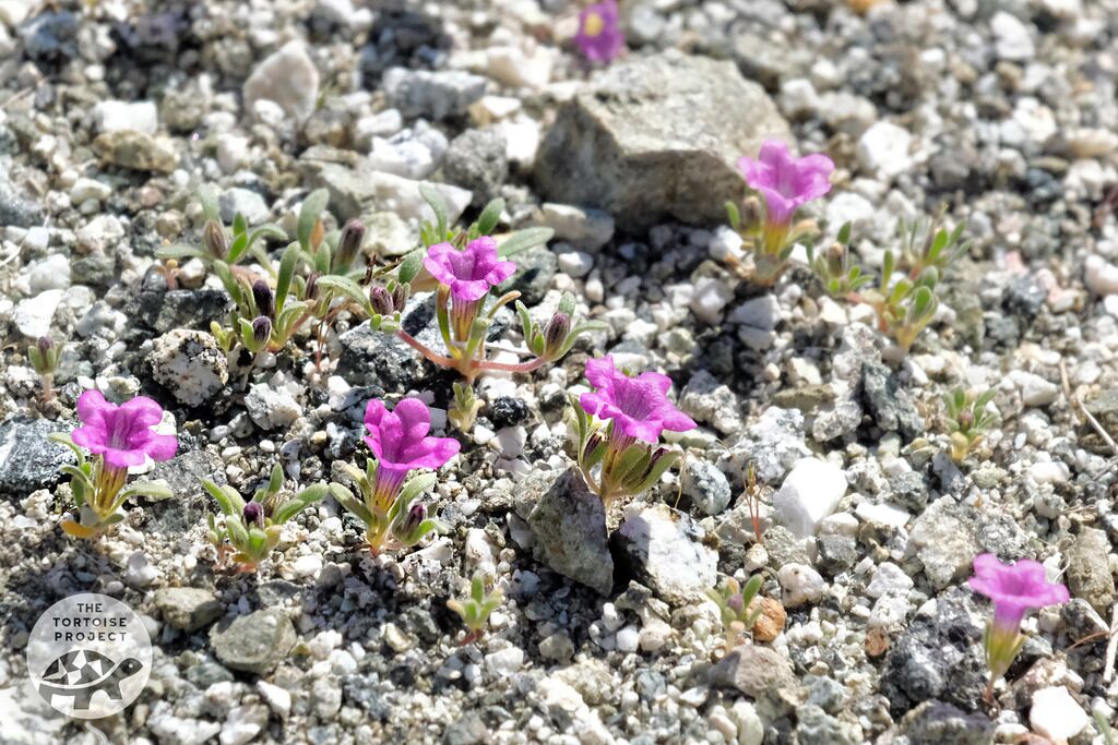 Coachella Valley &mdash; desert flora