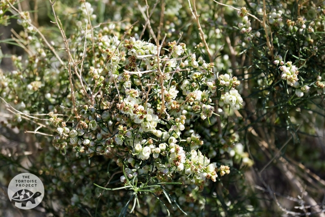 Coachella Valley — desert flora Coachella Valley — desert flora