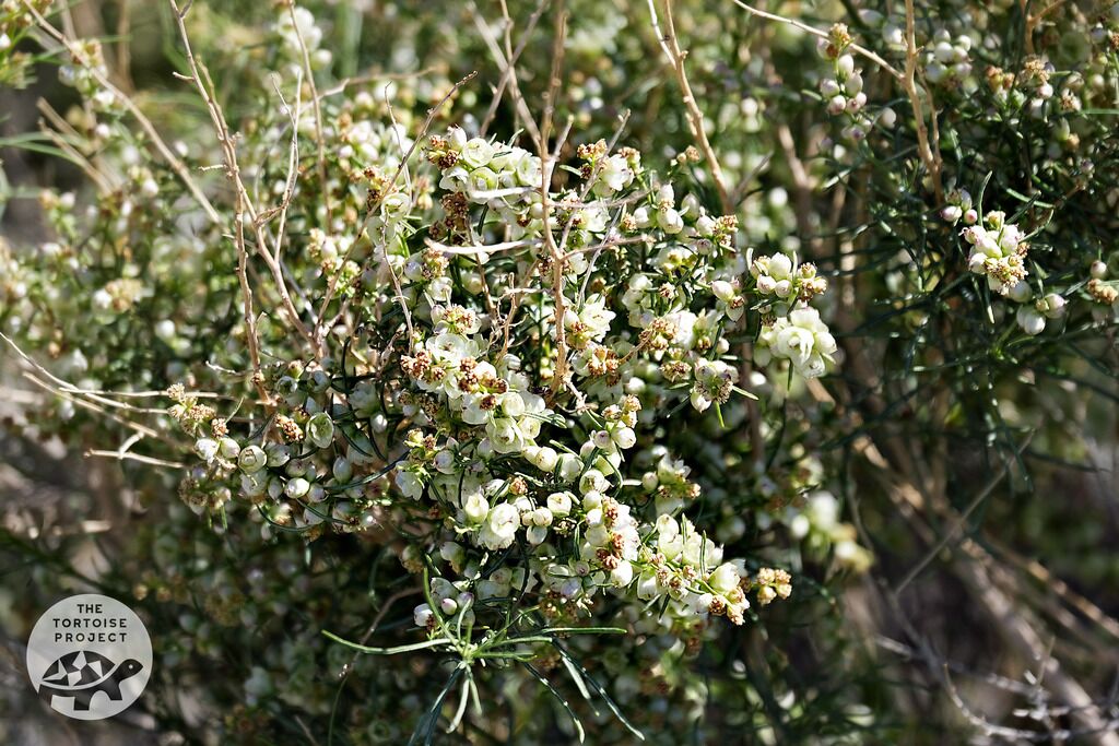 Coachella Valley &mdash; desert flora