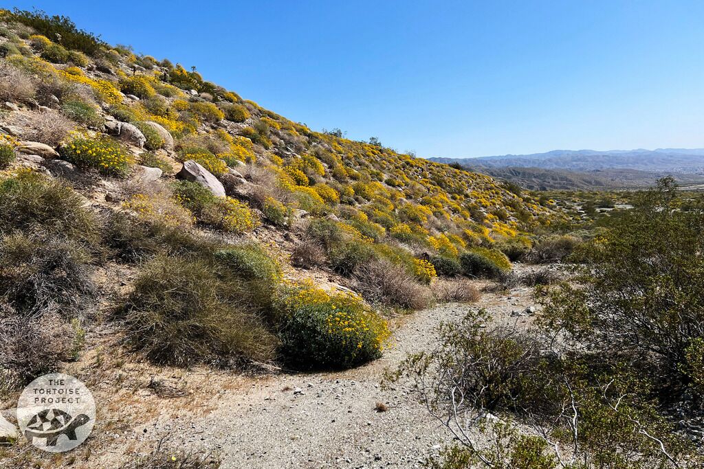 Brittlebush on a slope, Coachella Valley