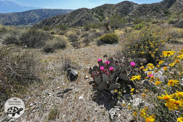 Devil's Garden, Coachella Valley, Calif. Devil's Garden, Coachella Valley, Calif.
