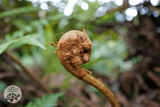 Saint Helena flora — at Diana's Peak, fern frond unfolding. Saint Helena flora — at Diana's Peak, fern frond unfolding.