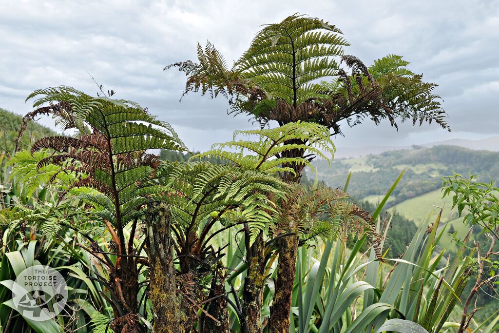 Saint Helena flora &mdash; at Diana's Peak, the endemic tree-fern (Dicksonia arborescens).