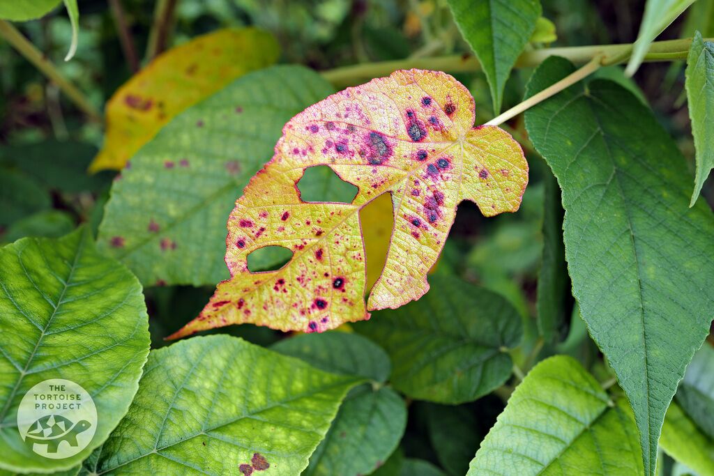 Saint Helena flora &mdash; damaged leaves of the extinct-in-the-wild endemic redwood (Trochetiopsis erythroxylon).