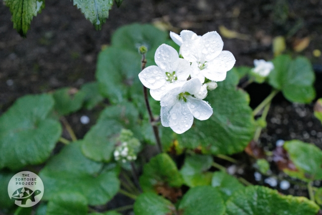 Saint Helena flora — endemic pelargonium. Saint Helena flora — endemic pelargonium.