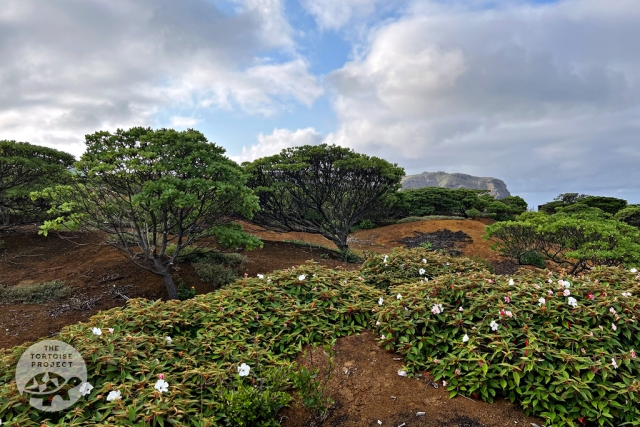 Saint Helena's "Millennium Forest" provides a glimpse of the island restored. Saint Helena's "Millennium Forest" provides a glimpse of the island restored.
