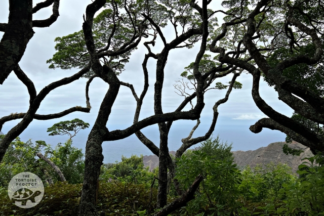 Saint Helena — looking through the gumwood at Peak Dale, to Sandy Bay. Saint Helena — looking through the gumwood at Peak Dale, to Sandy Bay.