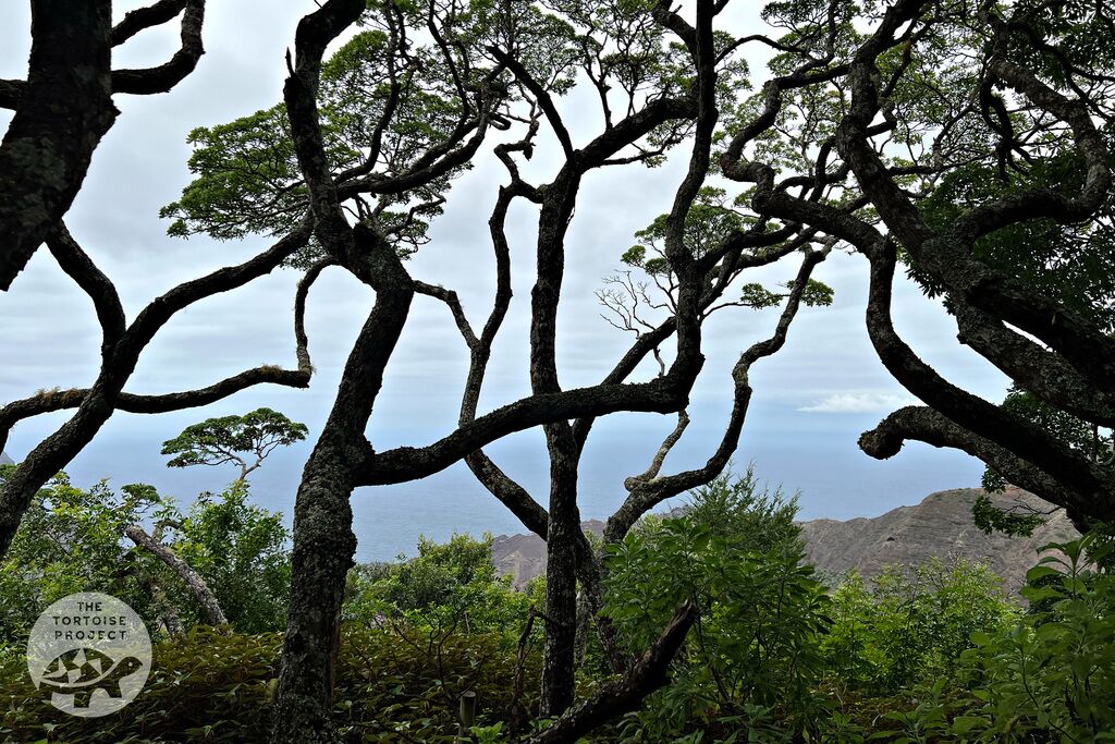Saint Helena &mdash; looking through the gumwood at Peak Dale, to Sandy Bay.