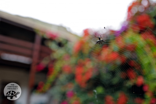 Saint Helena — a spider in the garden, against a backdrop of bougainvillea. Saint Helena — a spider in the garden, against a backdrop of bougainvillea.