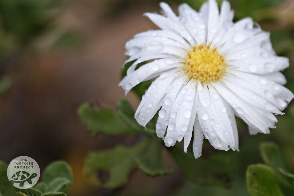 Endemic flora on the island of Saint Helena: Gumwood (Commidendrum robustum).