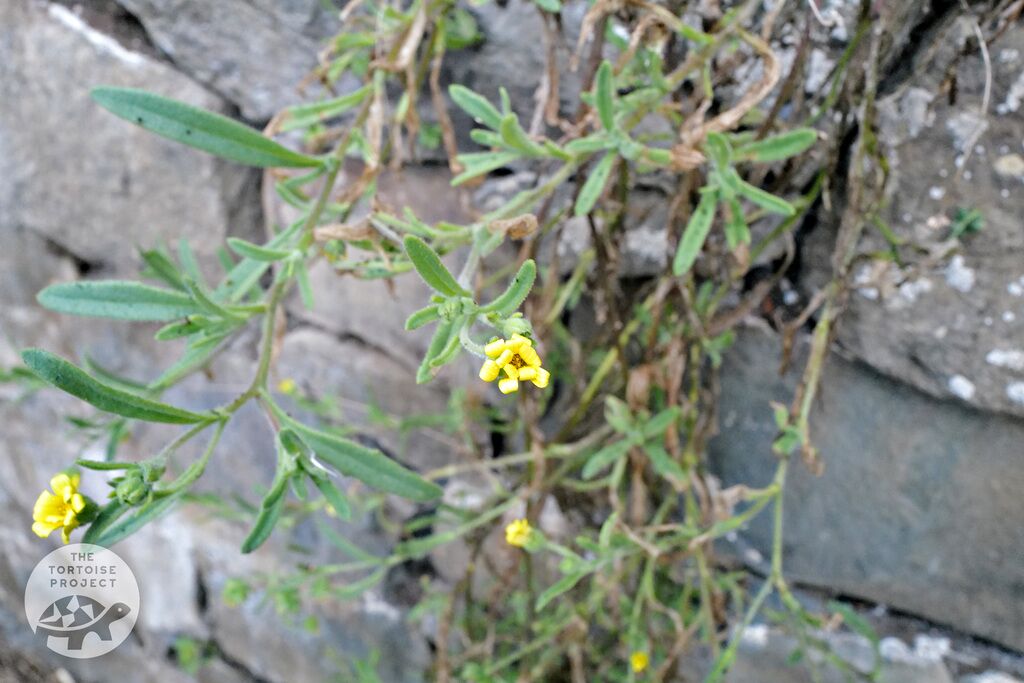 Saint Helena flora &mdash; endemic boneseed (Osteospermum sanctae-helenae), a rare yellow flower on an island where most endemics bloom white.