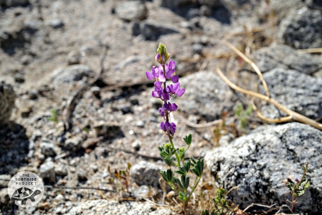 Purple Desert Lupine (Lupinus shockleyi) Purple Desert Lupine (Lupinus shockleyi)