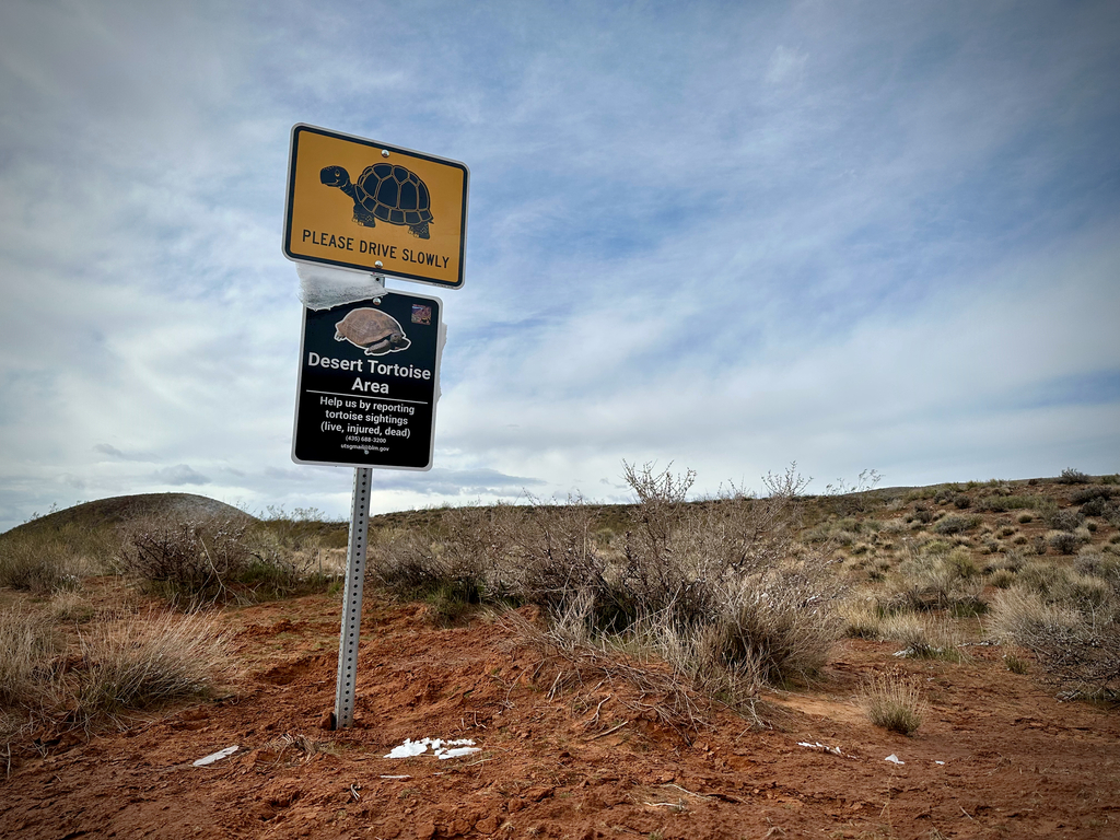 Other signs of tortoises, beside scat, included this sign — with a cap of ice. No tortoises were out in this weather.