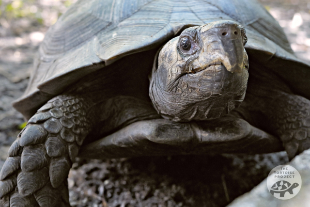 Asian Giant Tortoise