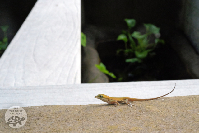 An anole lizard patrolling the perimeter of a turtle enclosure.