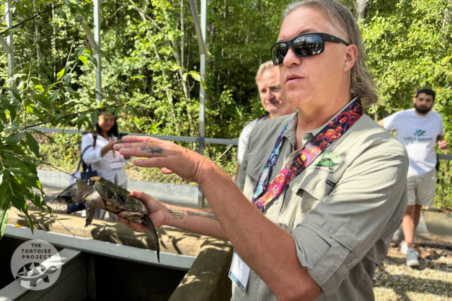 Cris Hagen, TSA's director of animal management, shows a beautiful big-headed turtle (Platysternon megacephalum).
