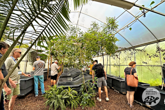 Some turtles thrive best in greenhouse conditions, and this structure fills the bill.