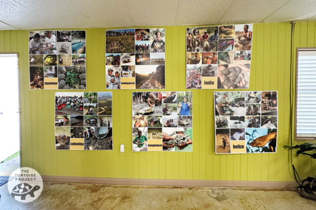 The TSA runs successful turtle conservation programs around the world.