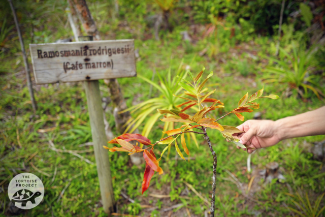 Café marron, a success story that started at Kew Gardens and lead to the species being returned to the wild on Rodrigues. Café marron, a success story that started at Kew Gardens and lead to the species being returned to the wild on Rodrigues.