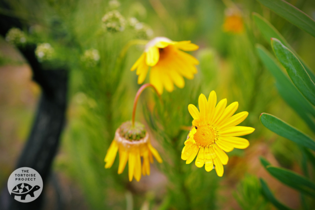 Wildflowers at Helderberg Nature Reserve Wildflowers at Helderberg Nature Reserve