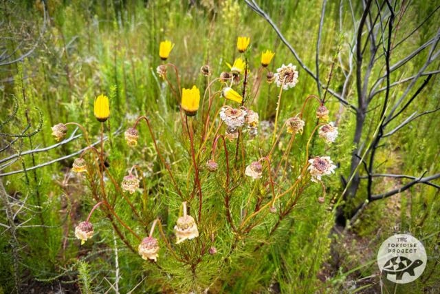 Wildflowers at Helderberg Nature Reserve Wildflowers at Helderberg Nature Reserve
