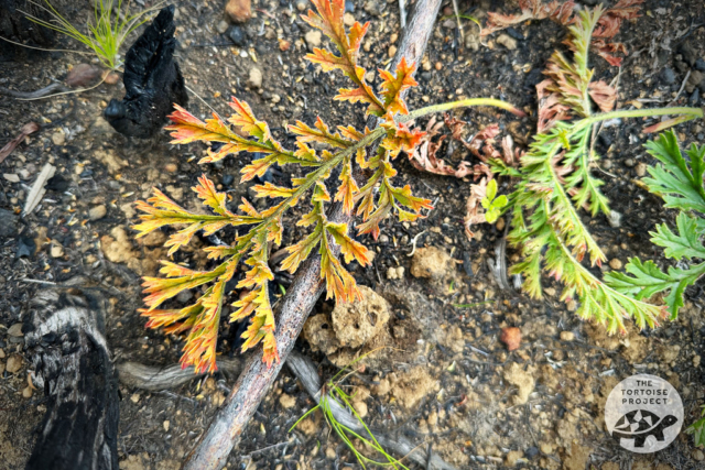 Helderberg Nature Reserve Helderberg Nature Reserve