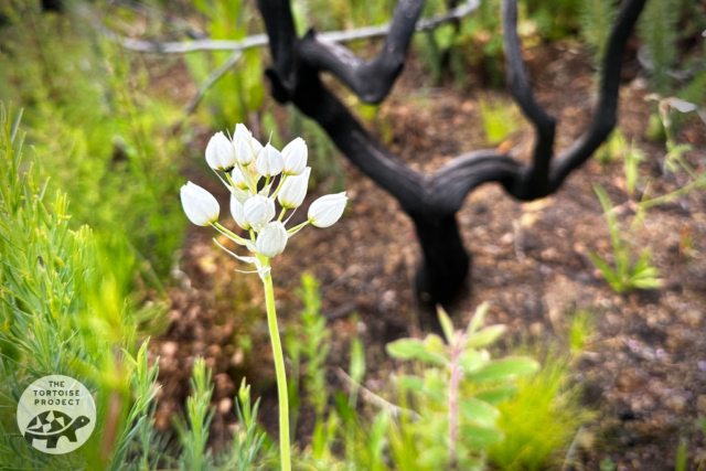 Wildflowers at Helderberg Nature Reserve Wildflowers at Helderberg Nature Reserve