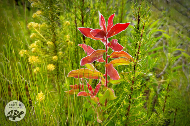 Helderberg Nature Reserve Helderberg Nature Reserve
