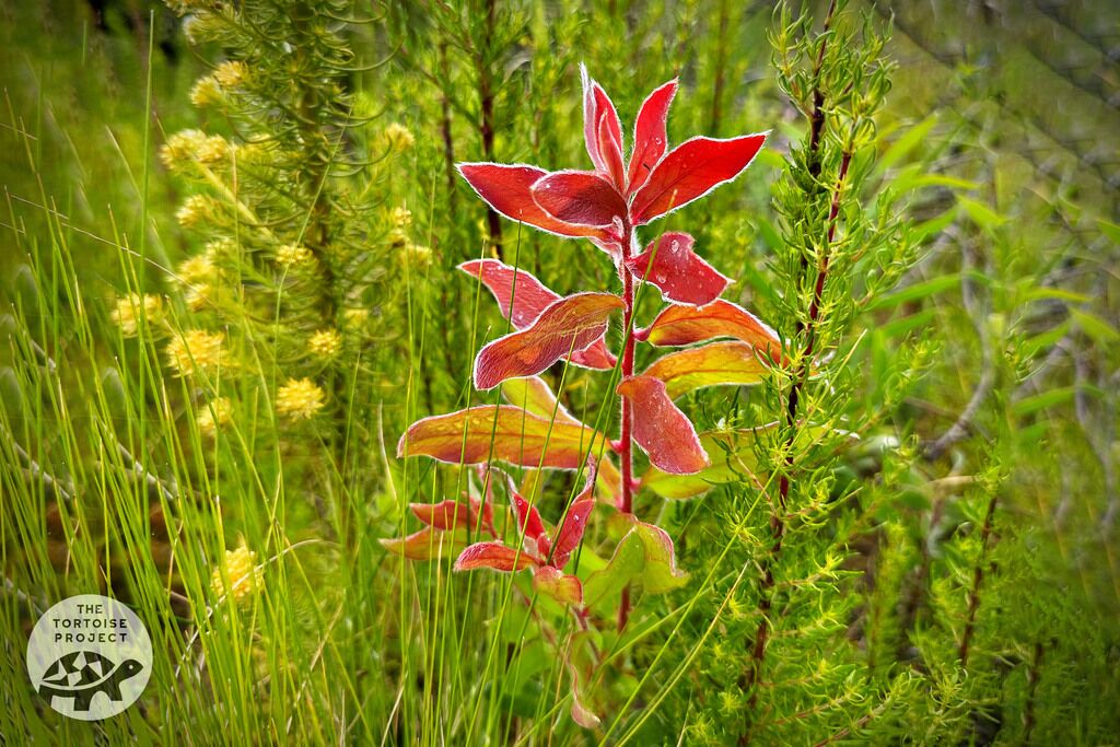 Helderberg Nature Reserve