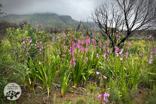 Watsonias Helderberg Nature Reserve Watsonias Helderberg Nature Reserve