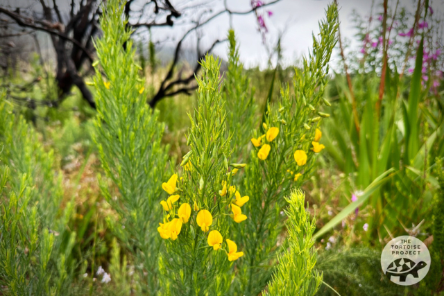 Wildflowers at Helderberg Nature Reserve Wildflowers at Helderberg Nature Reserve