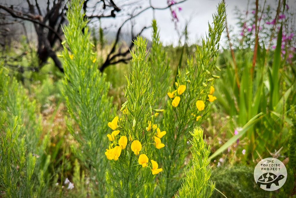 Wildflowers at Helderberg Nature Reserve