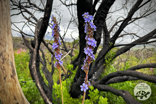 Wildflowers at Helderberg Nature Reserve Wildflowers at Helderberg Nature Reserve