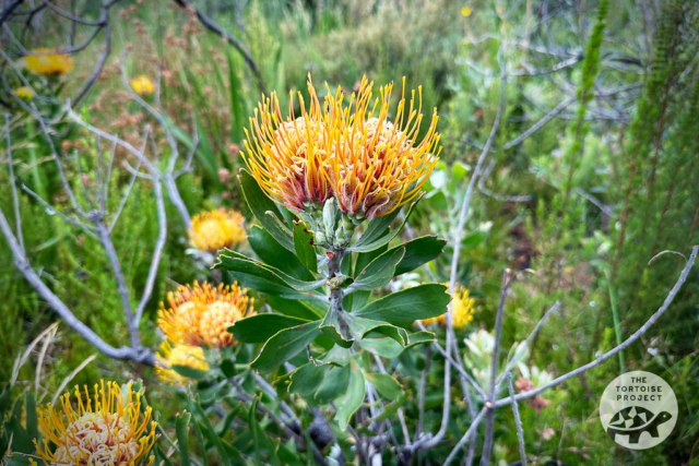 Leucospermum at Helderberg Nature Reserve Leucospermum at Helderberg Nature Reserve