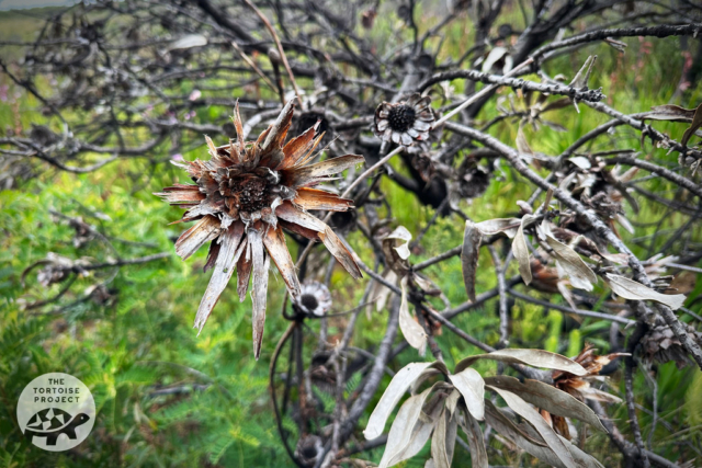 Burned proteas at Helderberg Nature Reserve Burned proteas at Helderberg Nature Reserve