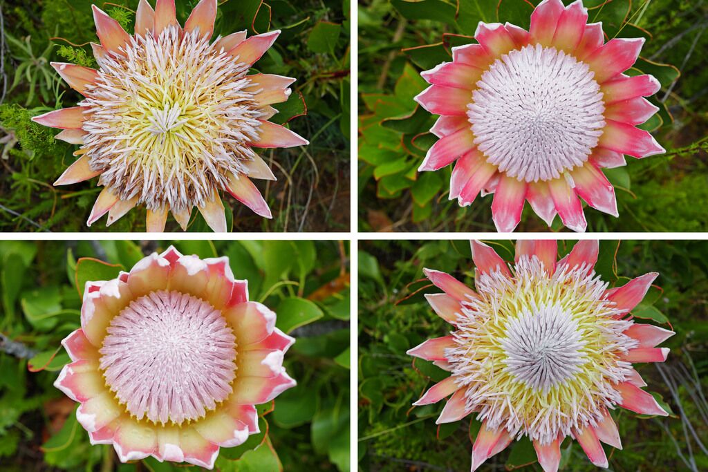 Proteas at Helderberg Nature Reserve
