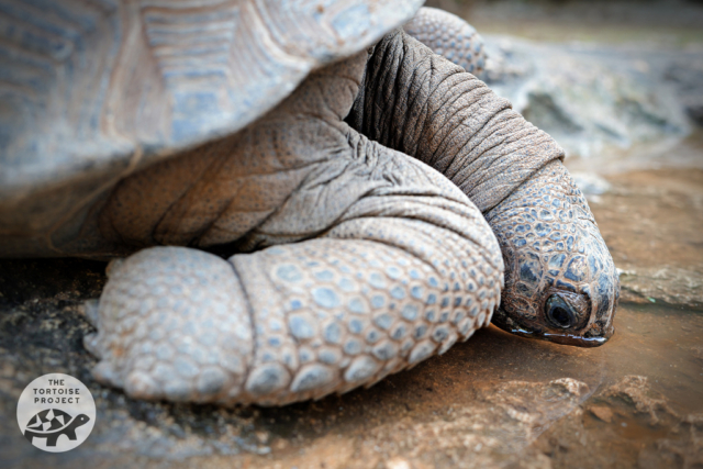 An Aldabra giant tortoise at François Leguat Reserve tanks up. Like many tortoise species, they can drink through their nostrils. An Aldabra giant tortoise at François Leguat Reserve tanks up. Like many tortoise species, they can drink through their nostrils.